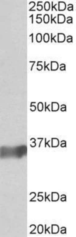 Invitrogen BOB-1 Polyclonal Antibody 50 &mu;g; Unconjugated:Antibodies,