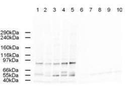 Invitrogen AP2 alpha Polyclonal Antibody 50 &mu;g; Unconjugated:Antibodies,