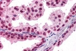 Invitrogen FOXA2 Polyclonal Antibody 100 &mu;g; Unconjugated:Antibodies,