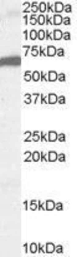 Invitrogen FOXA2 Polyclonal Antibody 100 &mu;g; Unconjugated:Antibodies,