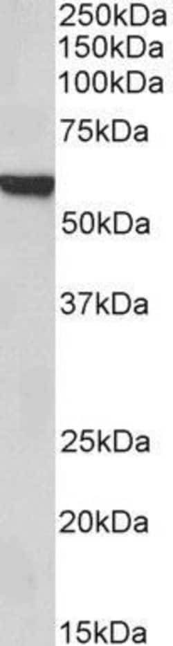 Invitrogen FOXA2 Polyclonal Antibody 100 &mu;g; Unconjugated:Antibodies,