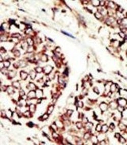 Invitrogen ErbB3 Polyclonal Antibody 400 &mu;L; Unconjugated:Antibodies,