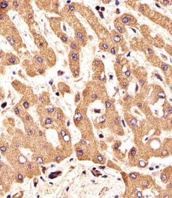 Invitrogen FGFR2 Polyclonal Antibody 400 &mu;L; Unconjugated:Antibodies,