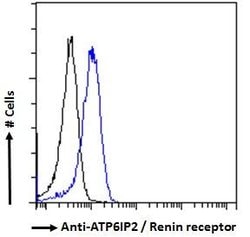 Invitrogen ATP6IP2 Polyclonal Antibody 50 &mu;g; Unconjugated:Antibodies,