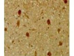 Invitrogen p130 Polyclonal Antibody 50 &mu;L; Unconjugated:Antibodies,