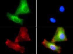 Invitrogen PLTP Polyclonal Antibody 200 &mu;L; Unconjugated:Antibodies,