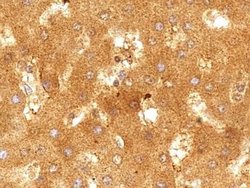 Invitrogen SR-BI/SR-BII Polyclonal Antibody 100 &mu;L; Unconjugated:Antibodies,