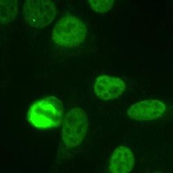 Invitrogen NuMA Polyclonal Antibody 100 &mu;L; Unconjugated:Antibodies,