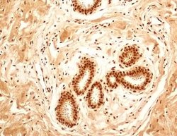 Invitrogen NuMA Polyclonal Antibody 100 &mu;L; Unconjugated:Antibodies,