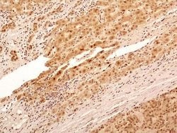 Invitrogen NuMA Polyclonal Antibody 100 &mu;L; Unconjugated:Antibodies,