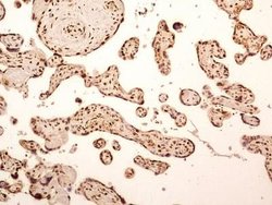Invitrogen NuMA Polyclonal Antibody 100 &mu;L; Unconjugated:Antibodies,