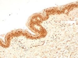 Invitrogen NuMA Polyclonal Antibody 100 &mu;L; Unconjugated:Antibodies,