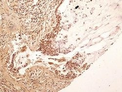 Invitrogen NuMA Polyclonal Antibody 100 &mu;L; Unconjugated:Antibodies,