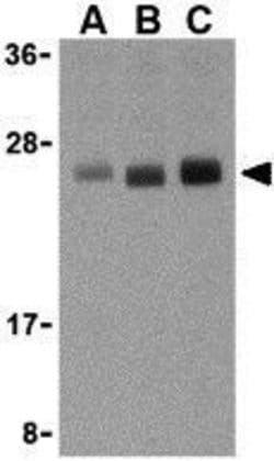 Invitrogen TL1A Polyclonal Antibody 100 &mu;g; Unconjugated:Antibodies,