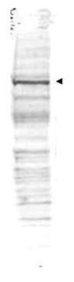 Invitrogen Cdc27 Polyclonal Antibody 50 &mu;g; Unconjugated:Antibodies,