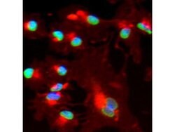 BMI-1 Polyclonal Antibody, Invitrogen 50 &mu;g; Unconjugated:Antibodies,
