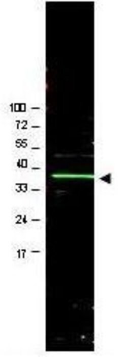 BMI-1 Polyclonal Antibody, Invitrogen 50 &mu;g; Unconjugated:Antibodies,