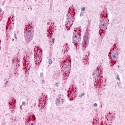GPR3 Polyclonal Antibody, Invitrogen 25 &mu;g; Unconjugated:Antibodies,
