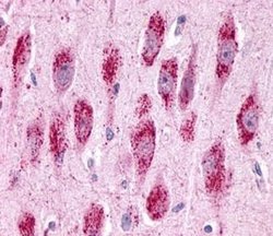 GPR3 Polyclonal Antibody, Invitrogen 25 &mu;g; Unconjugated:Antibodies,