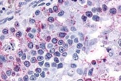 GPR3 Polyclonal Antibody, Invitrogen 25 &mu;g; Unconjugated:Antibodies,
