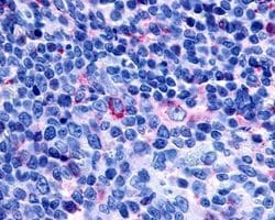 Invitrogen GPR65 Polyclonal Antibody 25 &mu;g; Unconjugated:Antibodies,