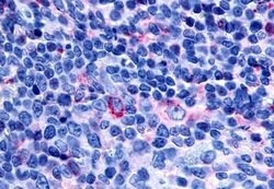 Invitrogen GPR65 Polyclonal Antibody 25 &mu;g; Unconjugated:Antibodies,