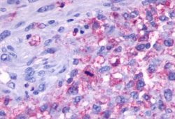 GPCR ORF4 Polyclonal Antibody, Invitrogen 25 &mu;g; Unconjugated:Antibodies,