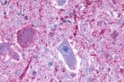 GPCR ORF4 Polyclonal Antibody, Invitrogen 25 &mu;g; Unconjugated:Antibodies,