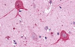 Invitrogen Opsin 3 Polyclonal Antibody 25 &mu;g; Unconjugated:Antibodies,