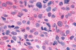 Invitrogen Opsin 3 Polyclonal Antibody 25 &mu;g; Unconjugated:Antibodies,