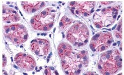 Invitrogen GPRC5C Polyclonal Antibody 25 &mu;g; Unconjugated:Antibodies,