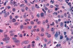 Invitrogen GPRC5C Polyclonal Antibody 25 &mu;g; Unconjugated:Antibodies,