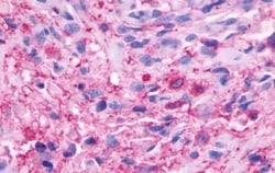 Invitrogen beta-3 Adrenergic Receptor Polyclonal Antibody 25 &mu;g; Unconjugated:Antibodies,