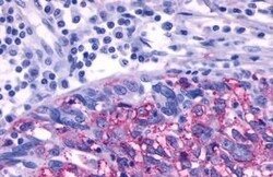 Invitrogen beta-3 Adrenergic Receptor Polyclonal Antibody 25 &mu;g; Unconjugated:Antibodies,