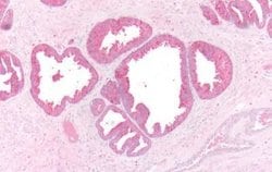 Invitrogen beta-3 Adrenergic Receptor Polyclonal Antibody 25 &mu;g; Unconjugated:Antibodies,