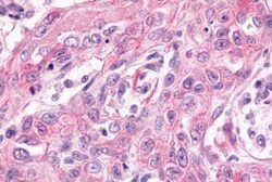 Invitrogen GPR17 Polyclonal Antibody 25 &mu;g; Unconjugated:Antibodies,