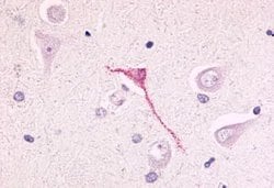 Invitrogen GPR17 Polyclonal Antibody 25 &mu;g; Unconjugated:Antibodies,