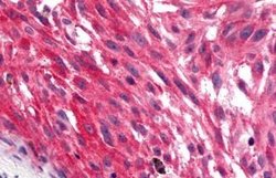Invitrogen GPR17 Polyclonal Antibody 25 &mu;g; Unconjugated:Antibodies,