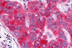 Invitrogen GPR17 Polyclonal Antibody 25 &mu;g; Unconjugated:Antibodies,