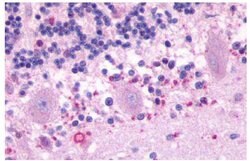 Invitrogen MTNR1B Polyclonal Antibody 25 &mu;g; Unconjugated:Antibodies,
