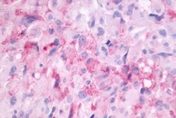 Invitrogen MTNR1B Polyclonal Antibody 25 &mu;g; Unconjugated:Antibodies,