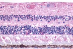 Invitrogen MTNR1B Polyclonal Antibody 25 &mu;g; Unconjugated:Antibodies,