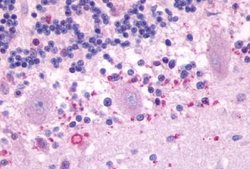 Invitrogen MTNR1B Polyclonal Antibody 25 &mu;g; Unconjugated:Antibodies,