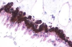 Invitrogen MTNR1B Polyclonal Antibody 25 &mu;g; Unconjugated:Antibodies,