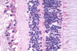 Invitrogen MTNR1B Polyclonal Antibody 25 &mu;g; Unconjugated:Antibodies,