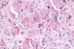 Invitrogen MTNR1B Polyclonal Antibody 25 &mu;g; Unconjugated:Antibodies,