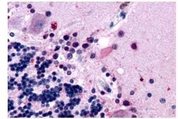 Invitrogen MTNR1B Polyclonal Antibody 25 &mu;g; Unconjugated:Antibodies,