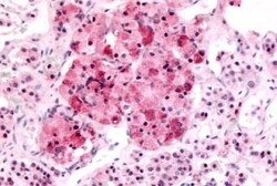 Invitrogen MTNR1B Polyclonal Antibody 25 &mu;g; Unconjugated:Antibodies,