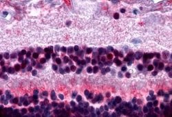 Invitrogen MTNR1B Polyclonal Antibody 25 &mu;g; Unconjugated:Antibodies,
