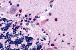 Invitrogen MTNR1B Polyclonal Antibody 25 &mu;g; Unconjugated:Antibodies,